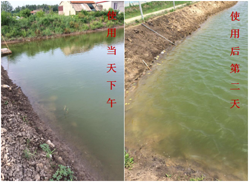 肥水困難、藻類(lèi)缺乏處理前后效果